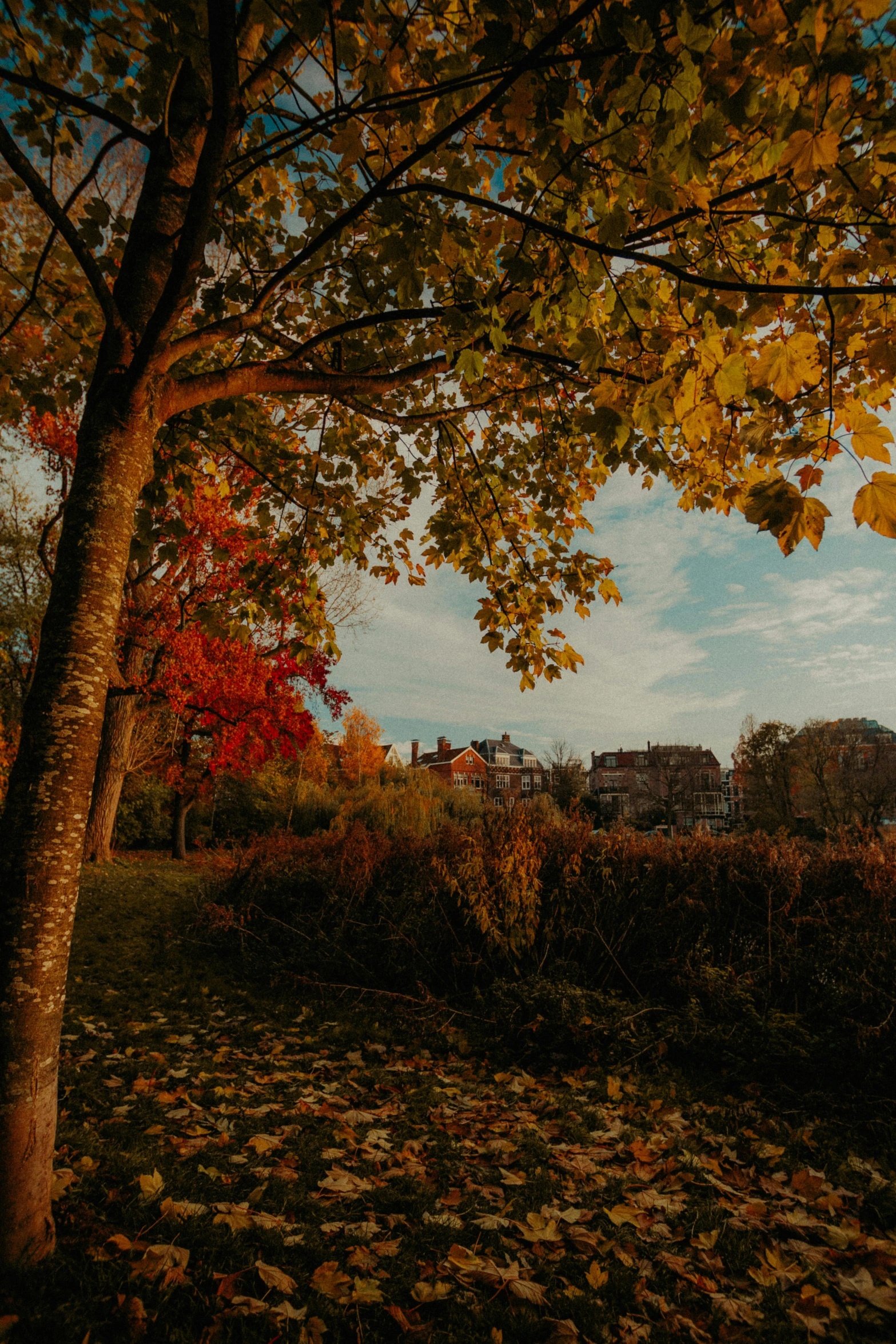 trees stand next to each other near the ground