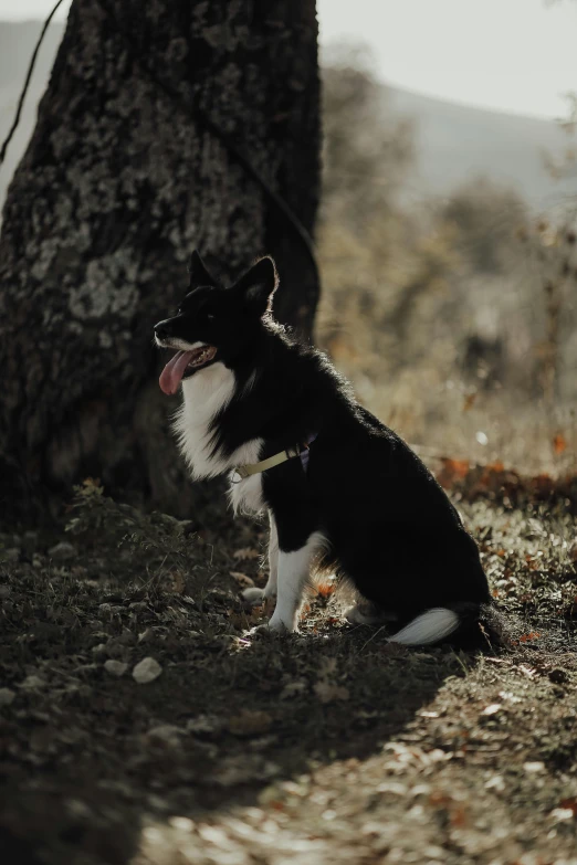 a black and white dog sitting in front of a tree