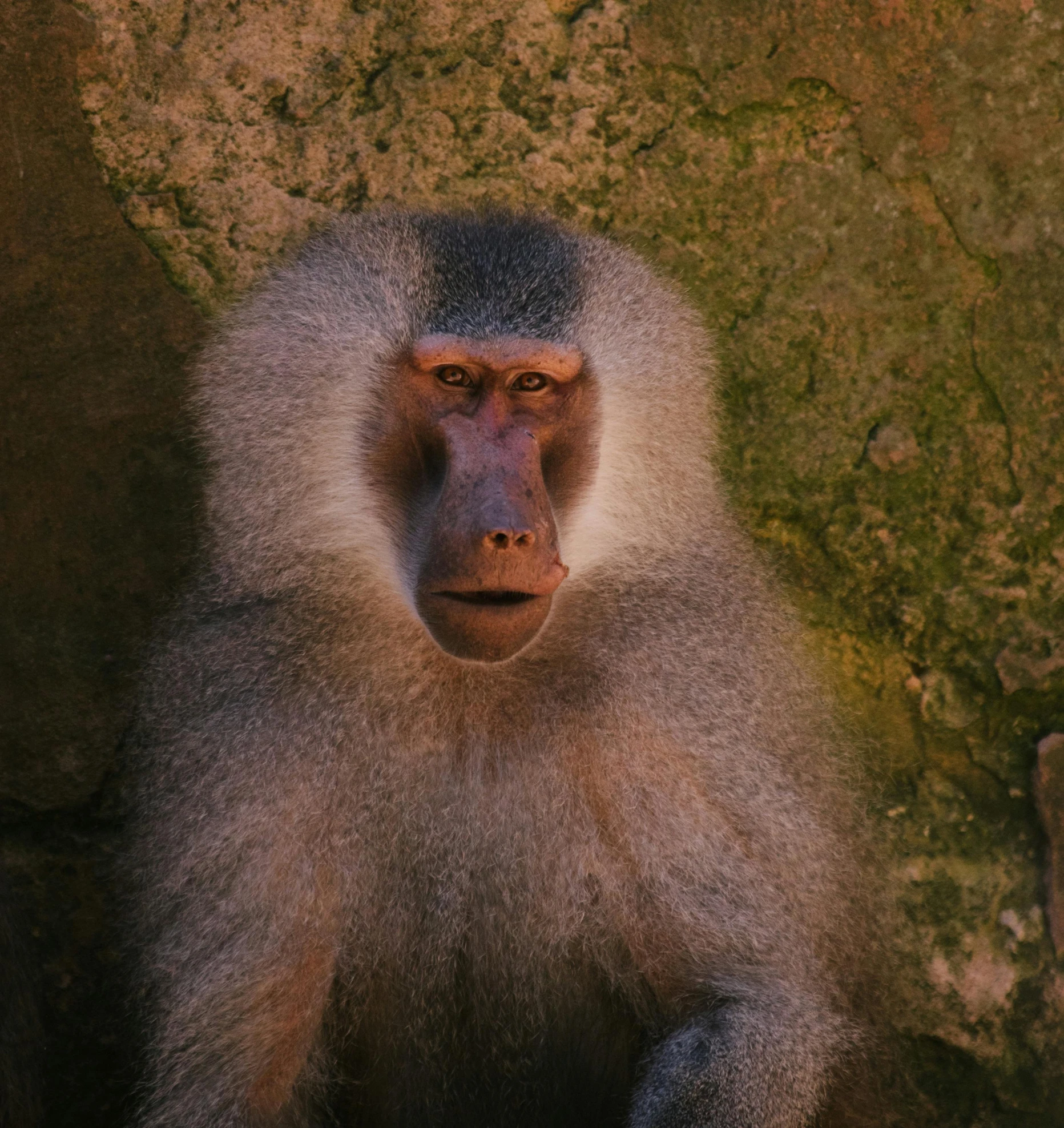 a monkey sitting down on the ground looking at soing