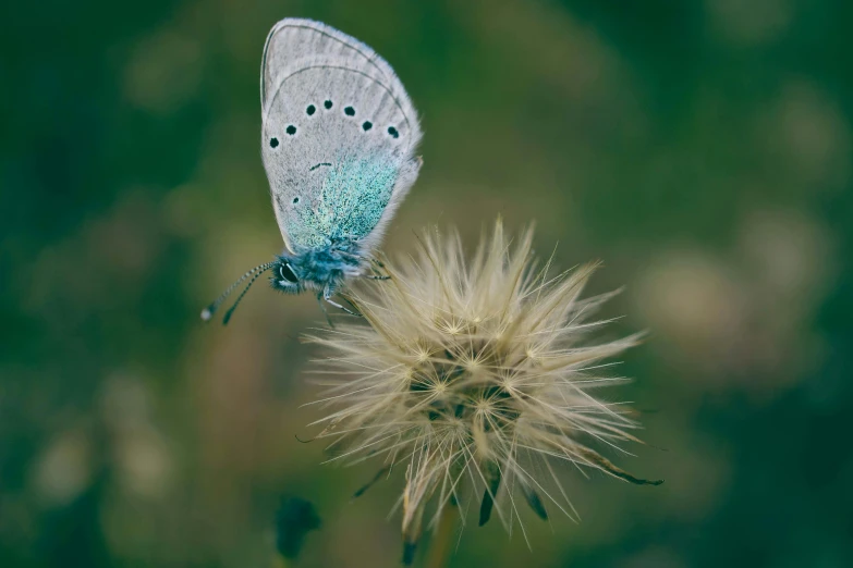 a close up of a erfly on a plant