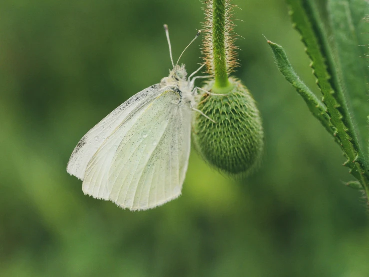 a white erfly on a plant with its wing closed
