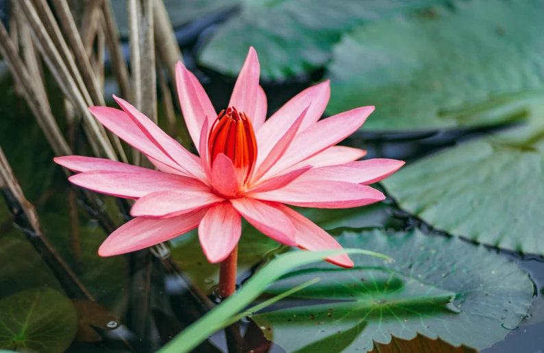 a single lotus flower sitting in a pond surrounded by lily pads