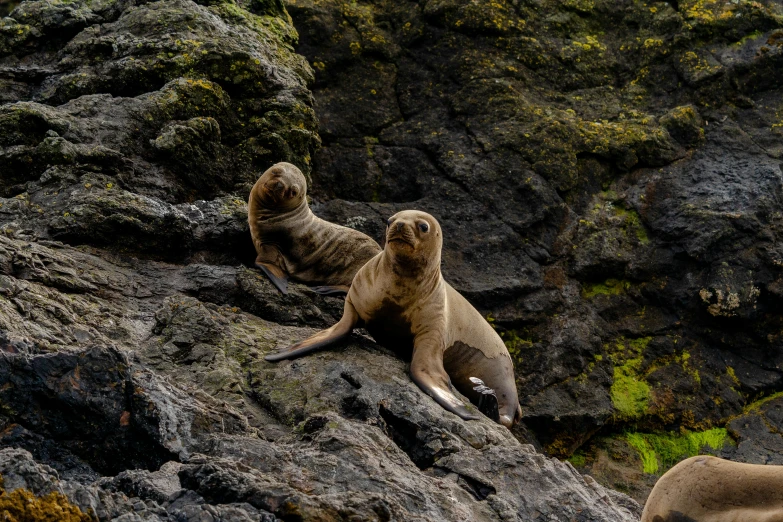 a couple of animals that are sitting on rocks