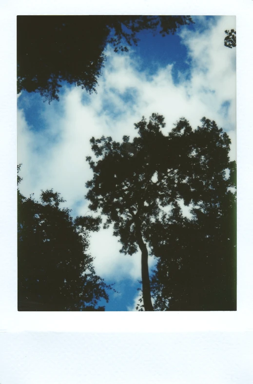 blue skies with clouds and trees silhouetted by blue sky