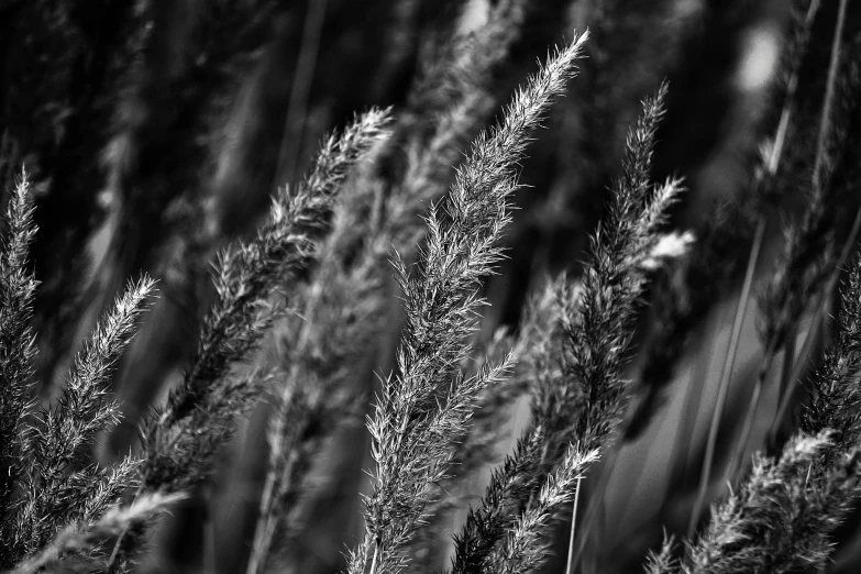 an assortment of tall grasses in black and white