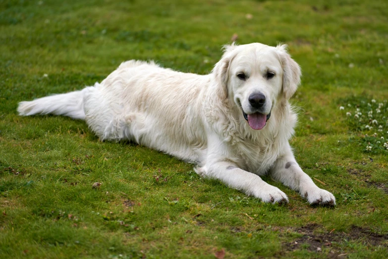 a dog that is laying down on some grass