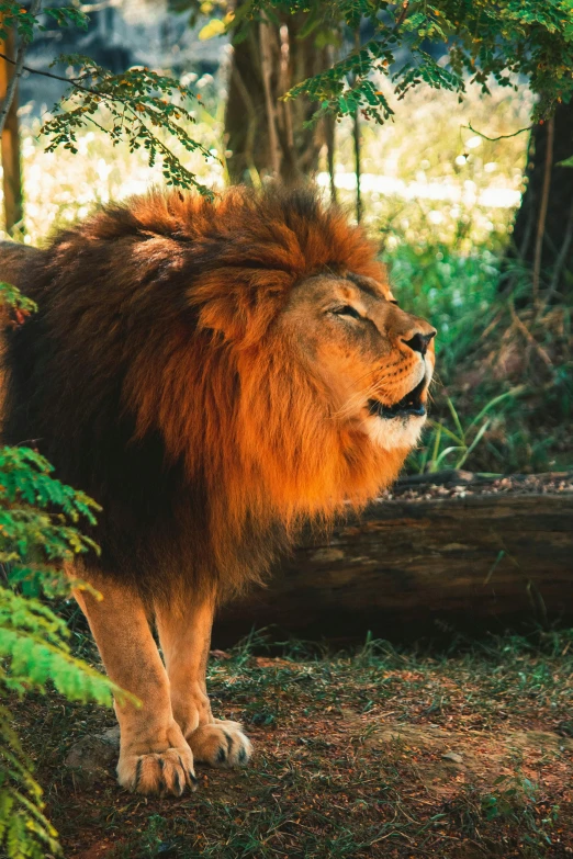 a lion with its eyes closed walking in a forest