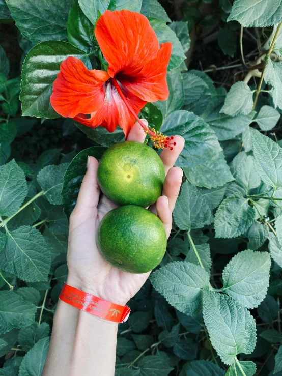 two fruit being held by someone next to a flower