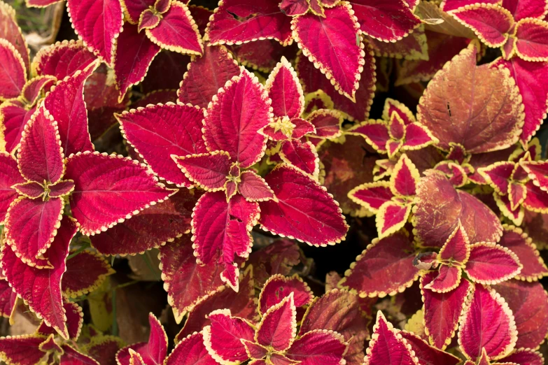 a red and green plant has yellow highlights