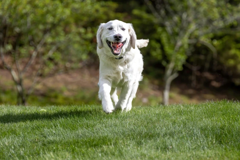 a large white dog running across a lush green field