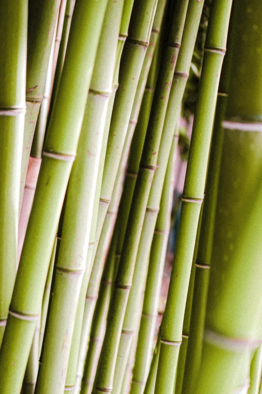 the back side of a bamboo tree is shown