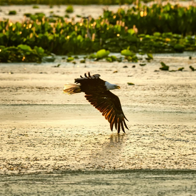 an eagle soaring over a river with it's prey in the water