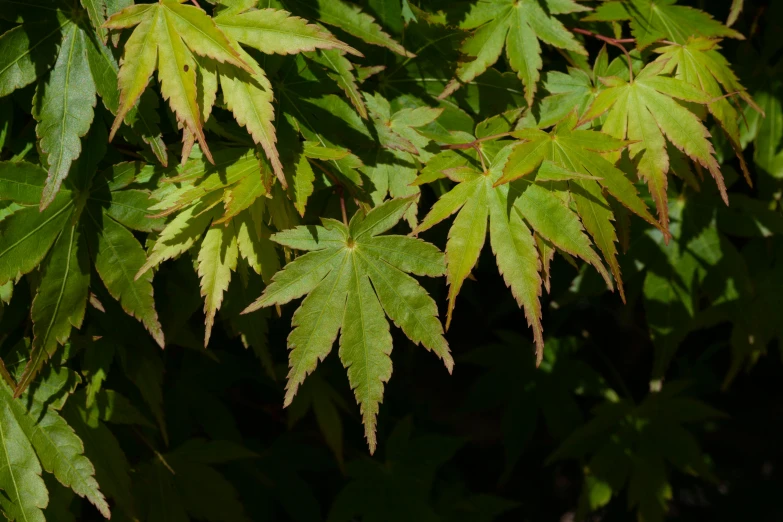 some green leaves sitting next to a plant