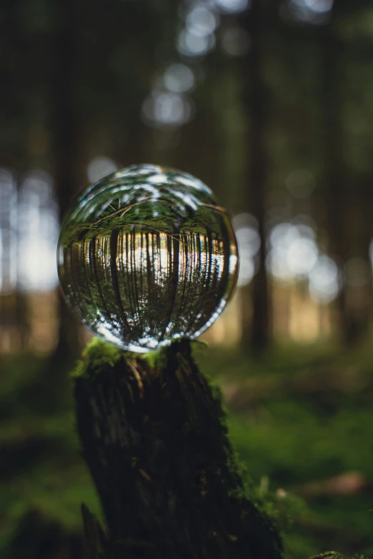 a tree trunk holding up a circular ball