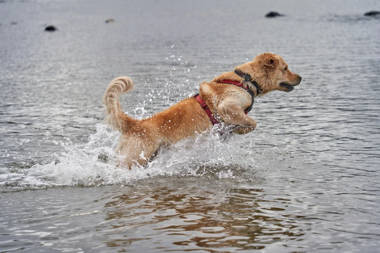 a dog jumps into the water with a ball in his mouth
