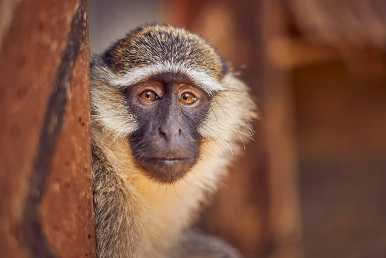 a monkey is peering over a wall with no face