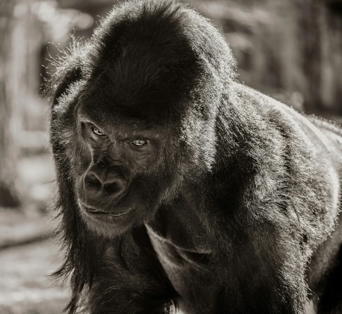 black and white picture of gorilla with dirt all over it