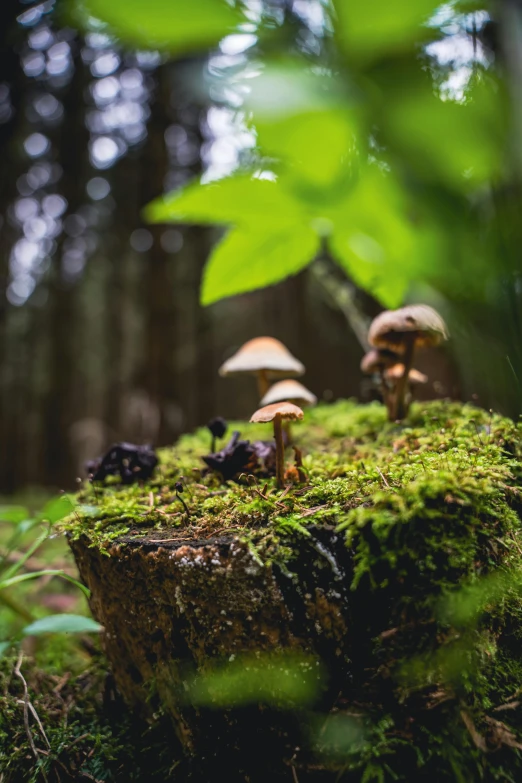 several mushrooms growing in the center of a mossy area