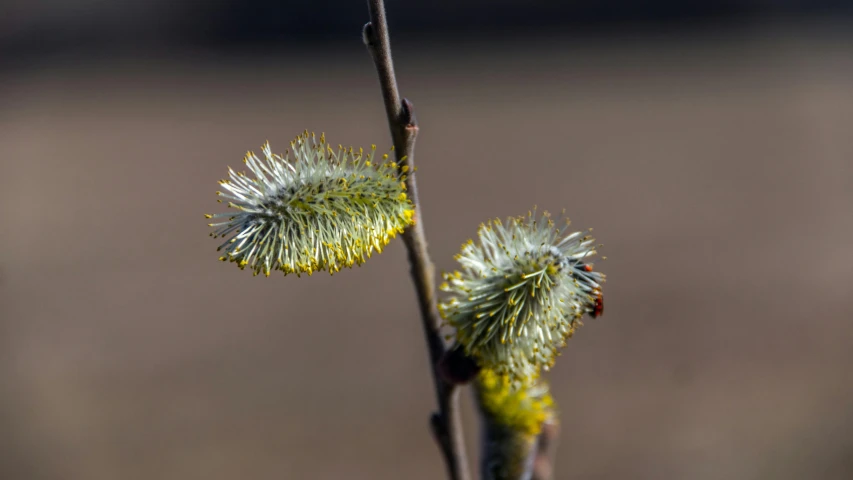 a single seed on a tree limb with yellow flecks