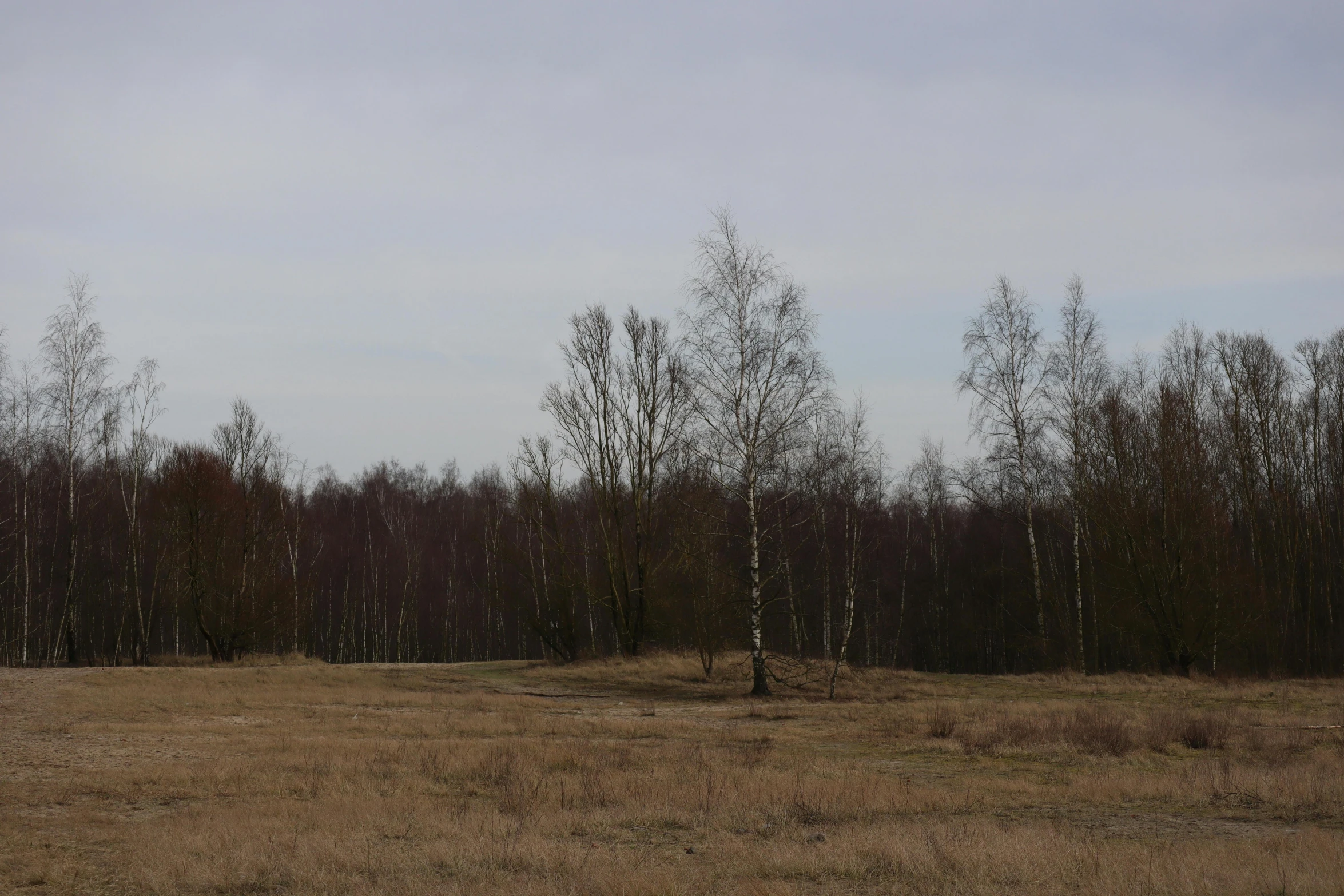 the empty grass field is empty and covered in trees