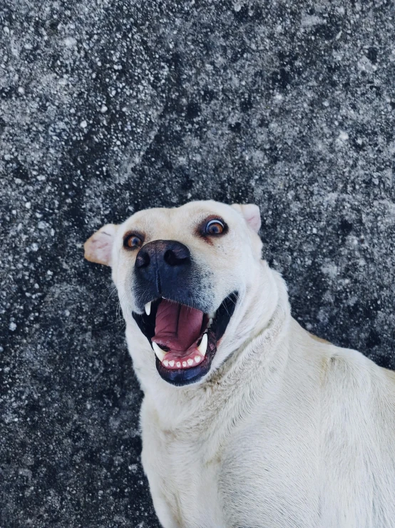a happy dog with its mouth open looking up