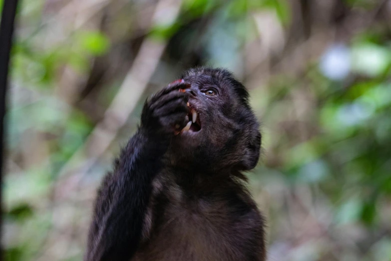 a large brown monkey with its mouth open in a forest