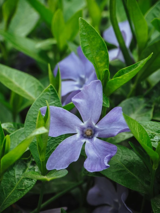 a close up view of some very pretty flowers