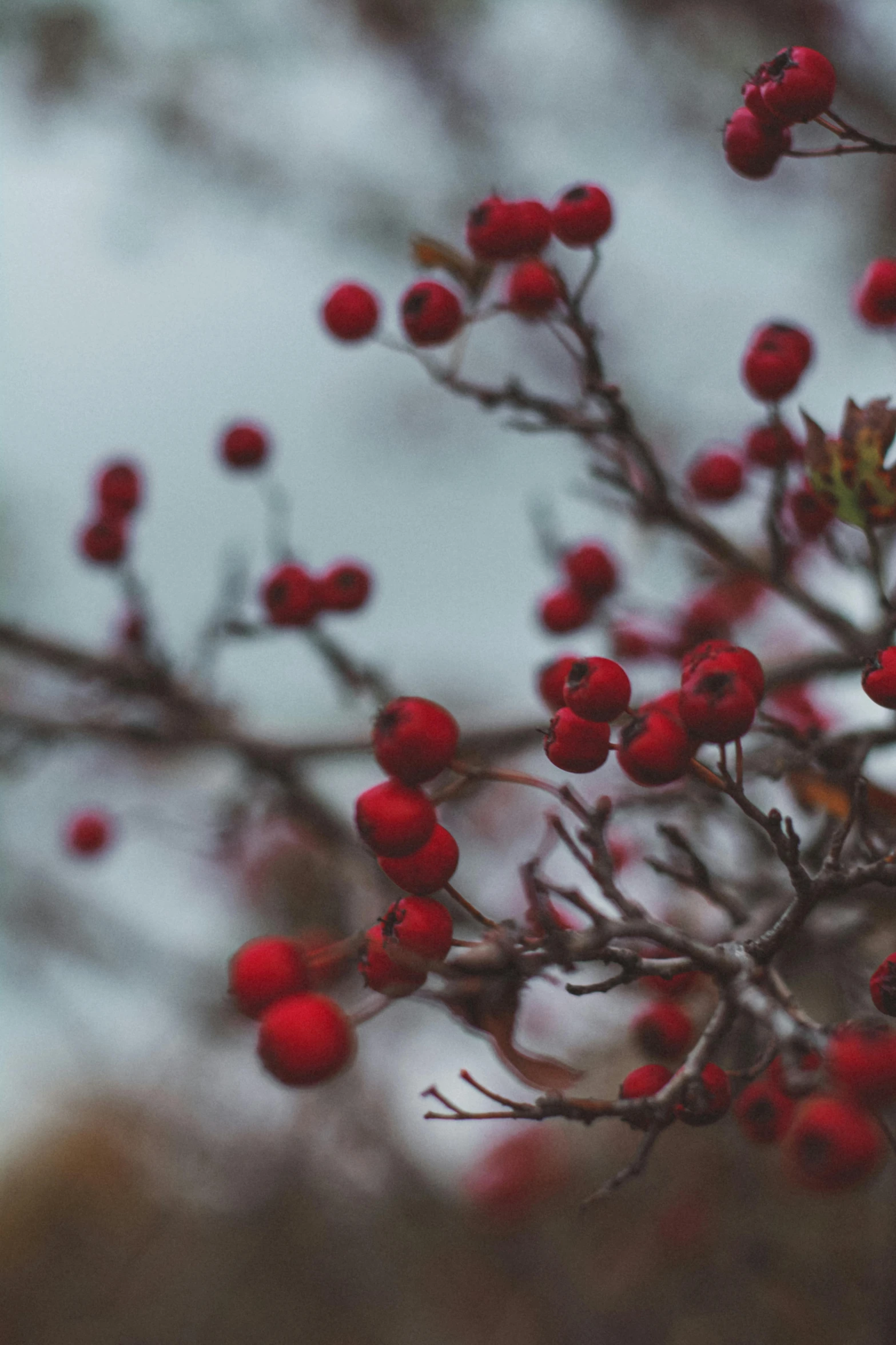 berries on the stem of a bush outdoors