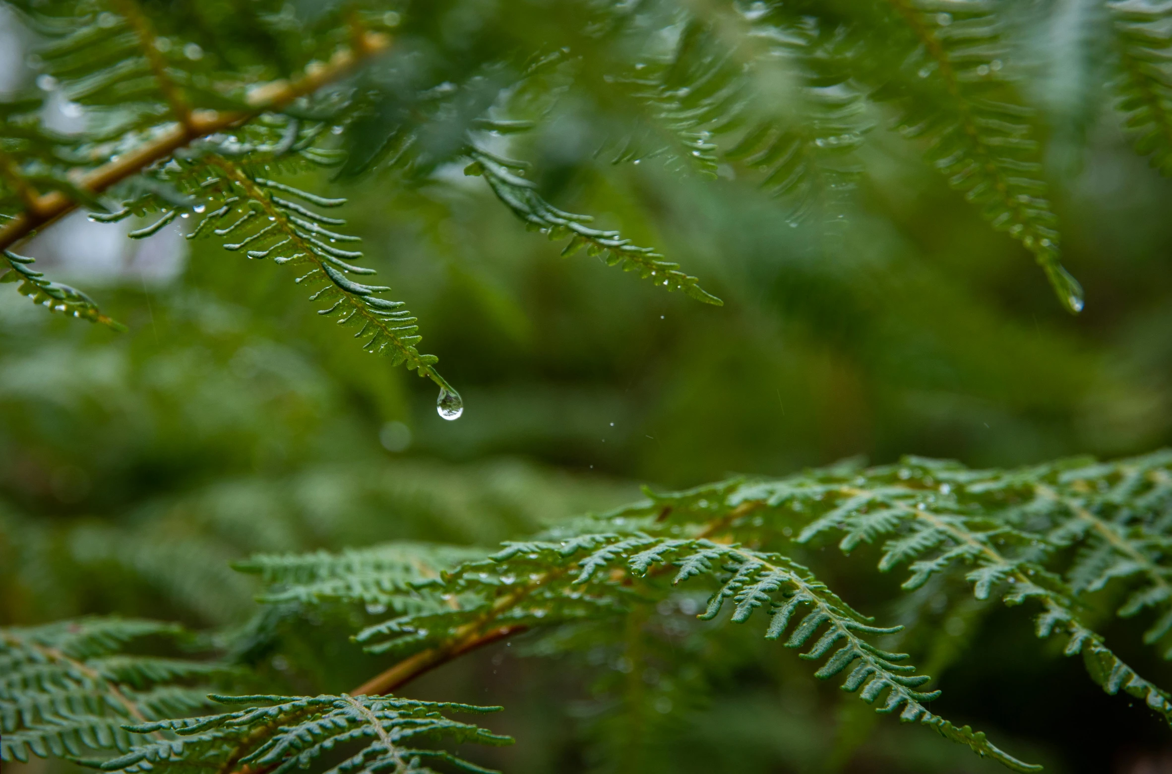 a close up of green leafy trees with water drops