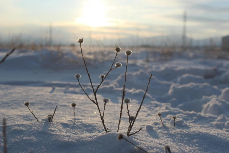 a snow covered field with lots of nches