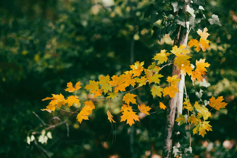 this is an image of leaves hanging on the tree