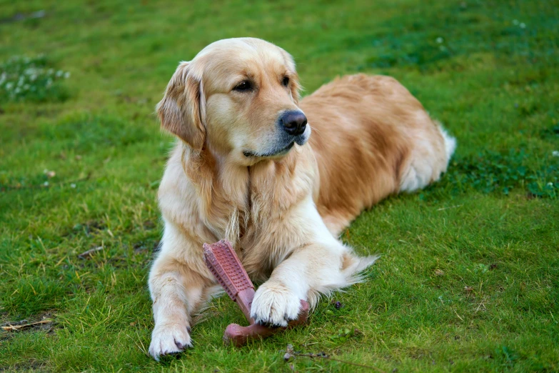 a dog laying in the grass with a toy