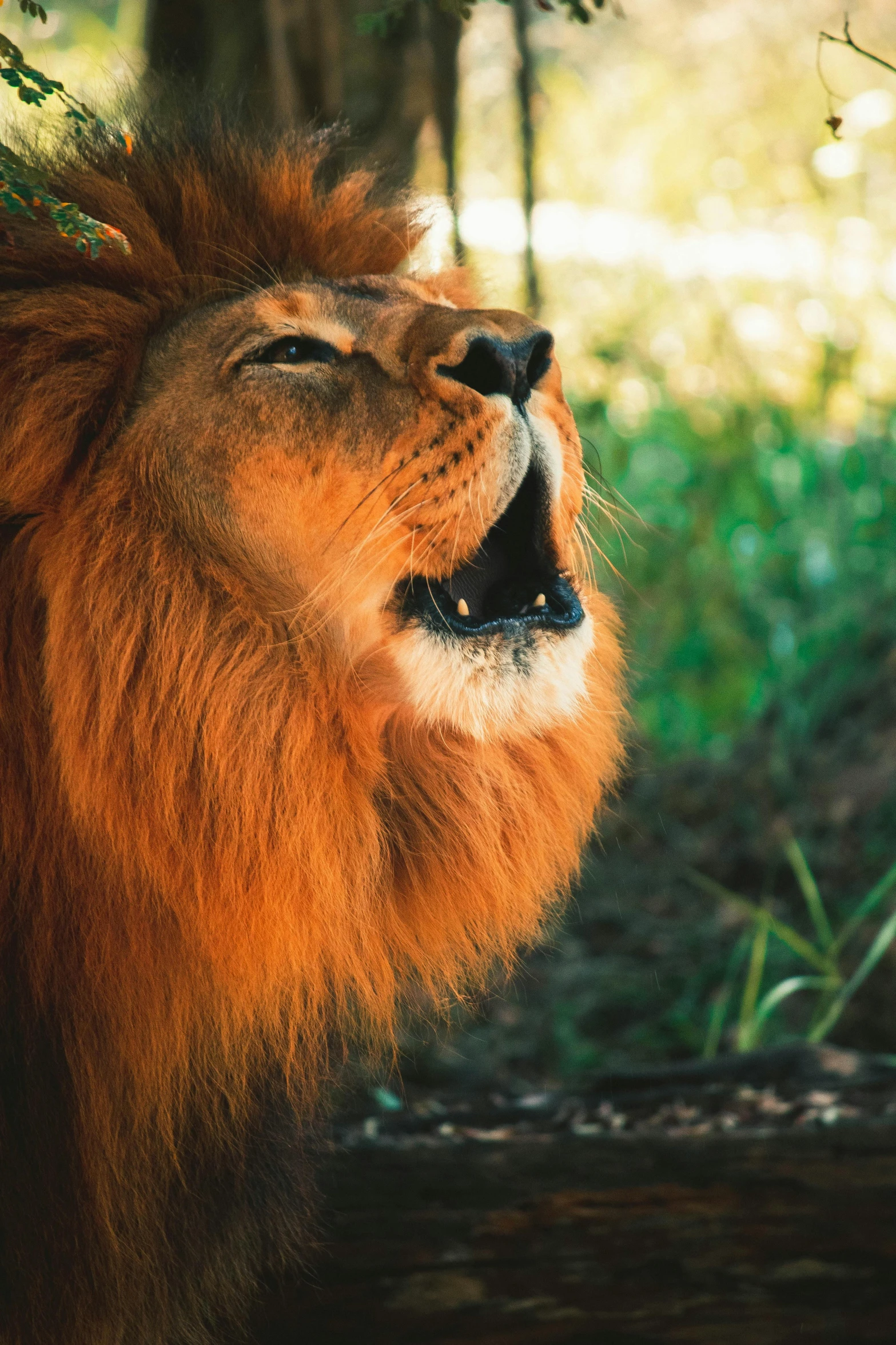 a red lion in an open air area with its mouth open