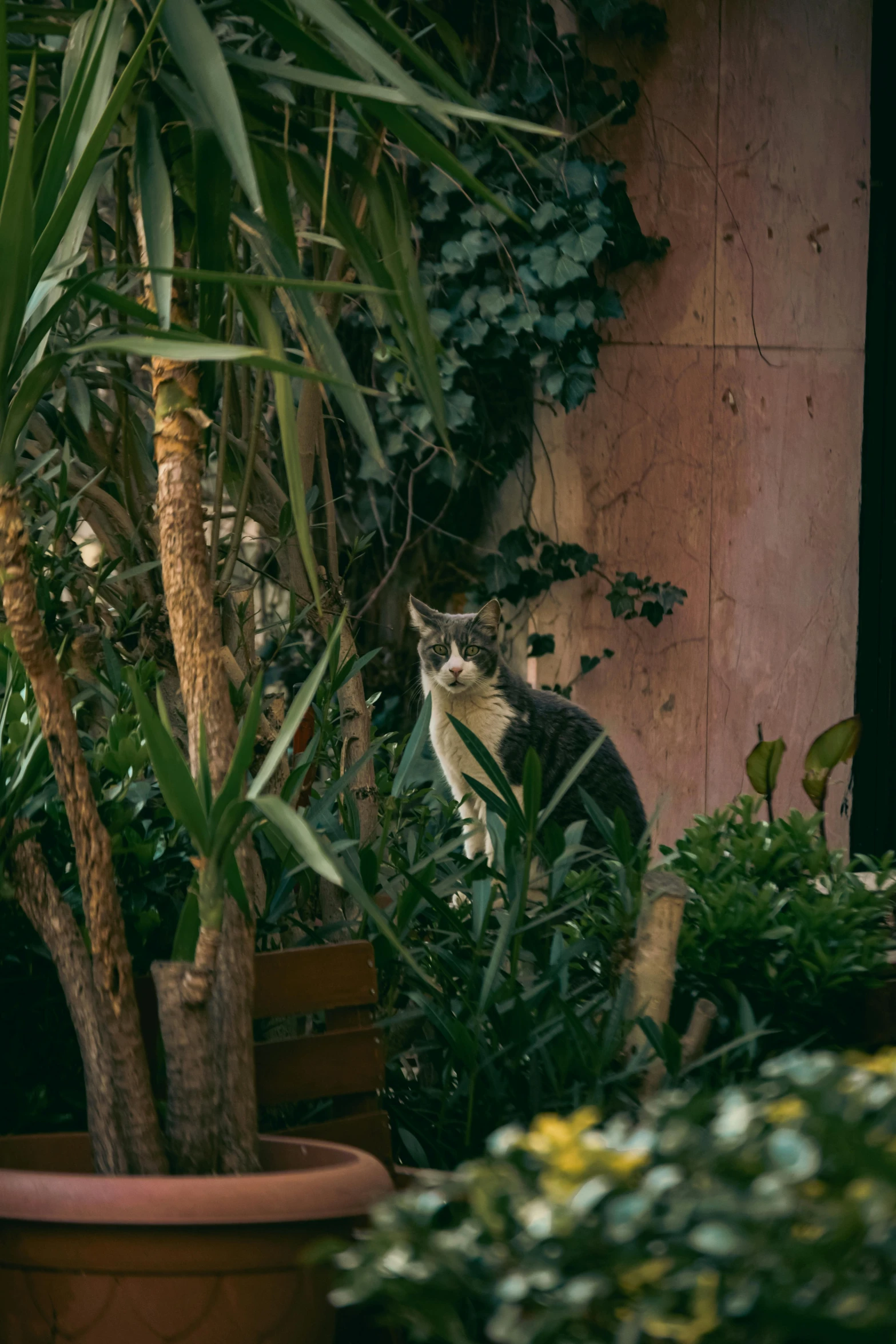 there is a cat sitting in the tall plants