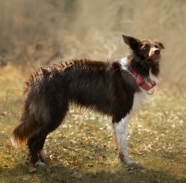 a brown and white dog on the field with his red collar