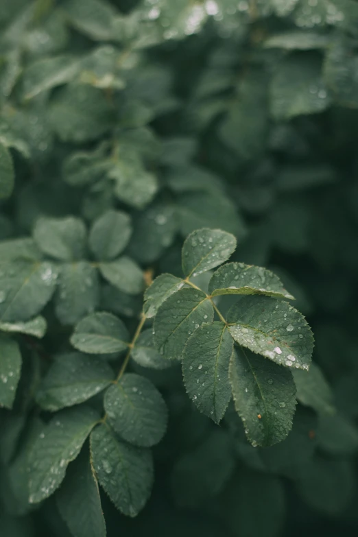 close up image of leaves with droplets of water on them