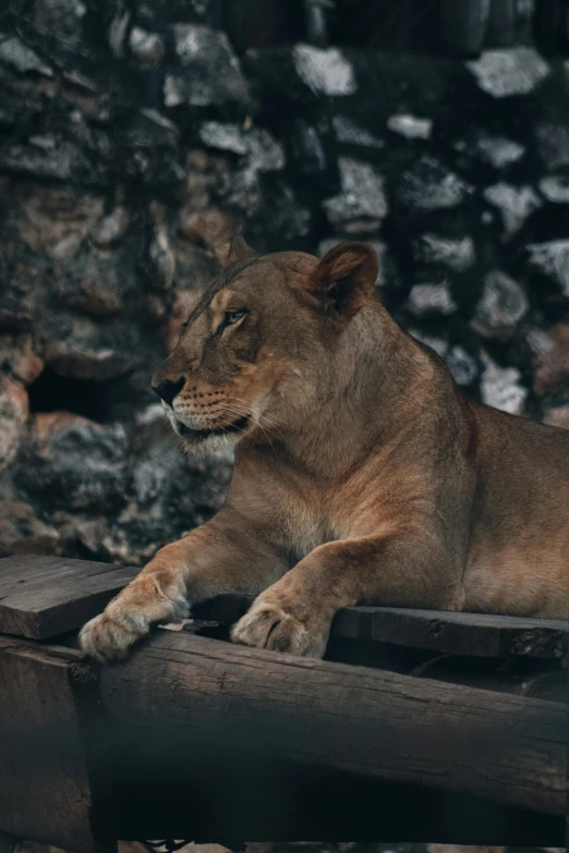 a lion laying on a wooden rail near rocks