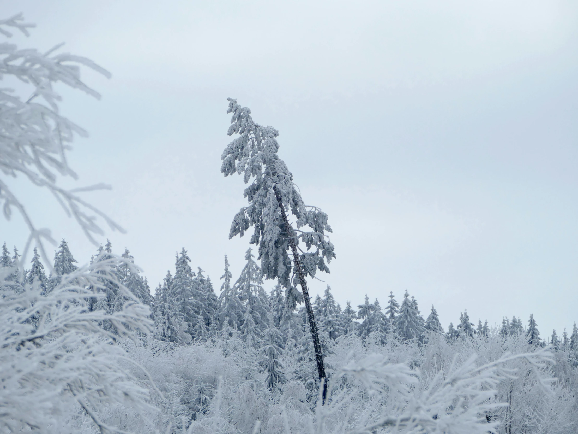 a view of a snowy evergreen forest during the day