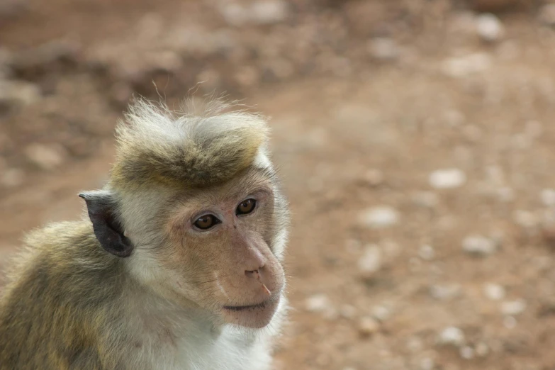 a monkey is sitting on the ground