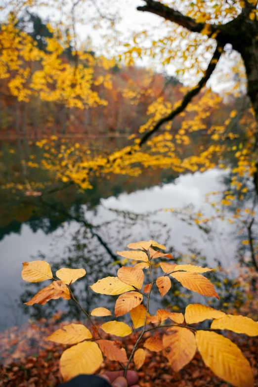 yellow leaves are shown near the water