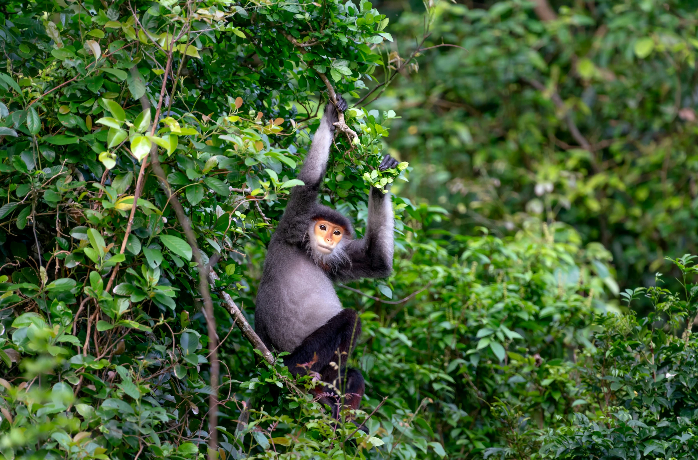 a black monkey hanging in the middle of trees