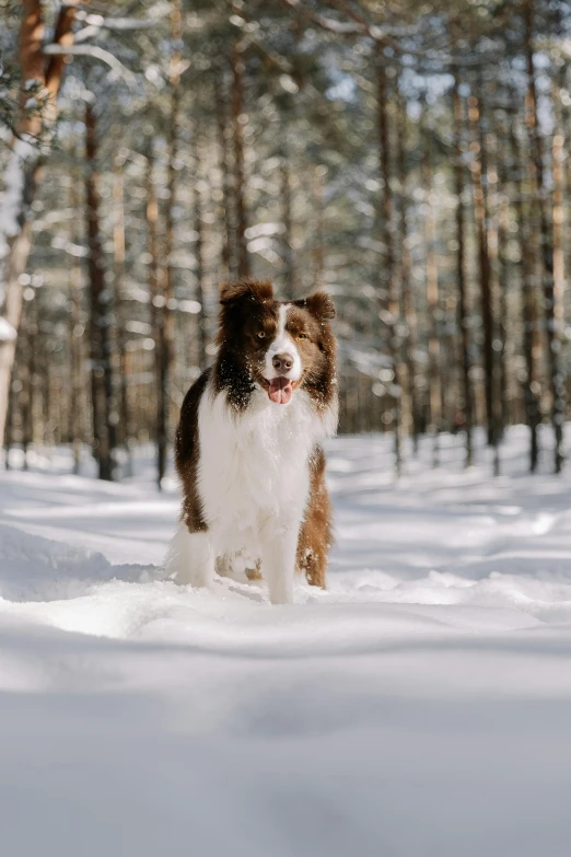 a dog stands in the snow between trees