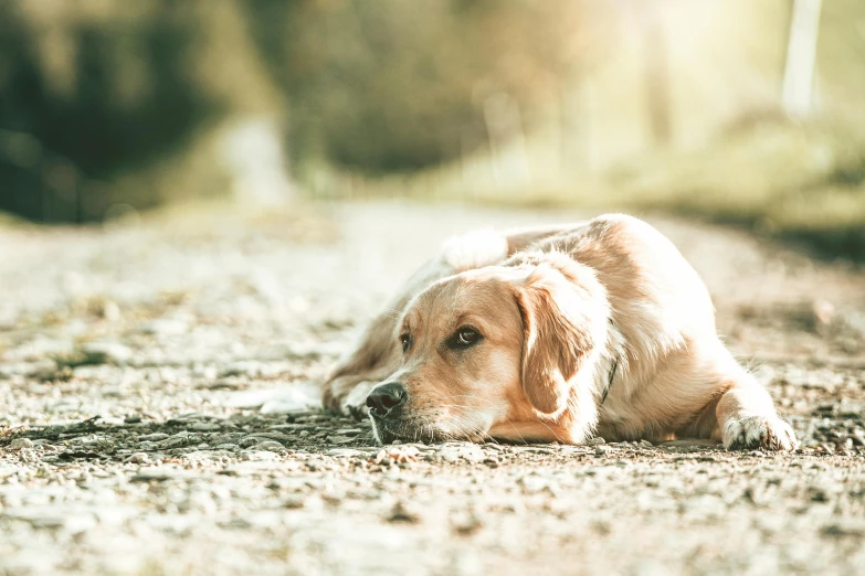 a brown dog laying on top of a gravel road