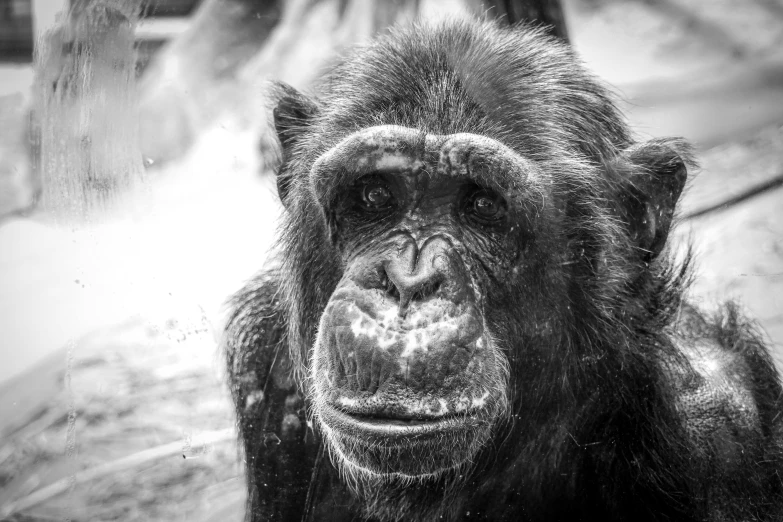 the face of an animal looking around in black and white