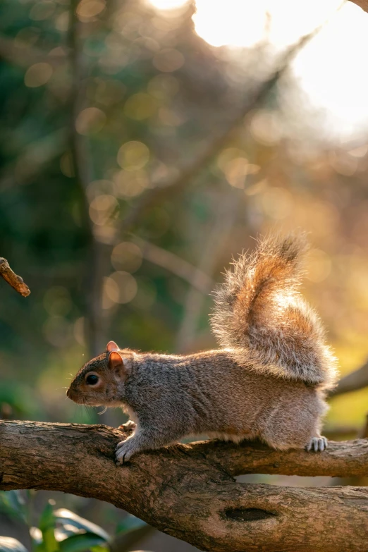 a little squirrel sits on a log with a nch