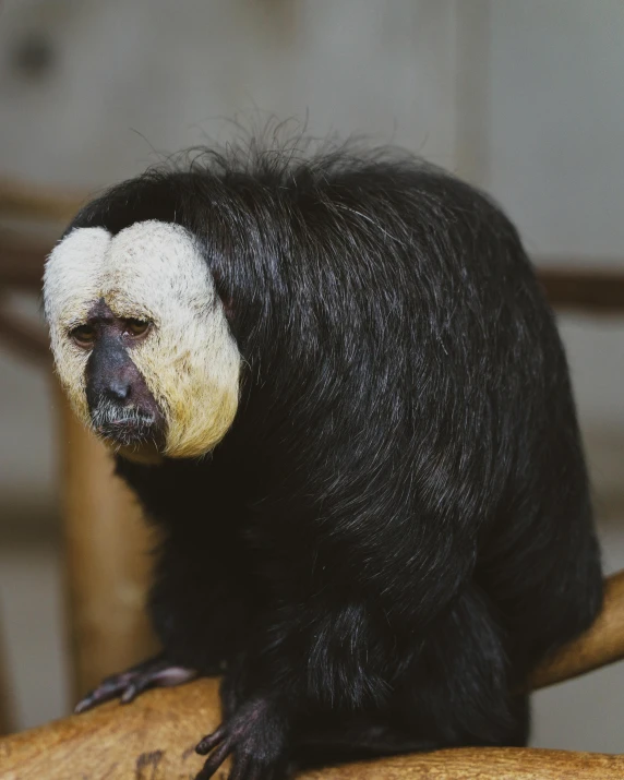 a black and white monkey sitting on top of a wooden chair