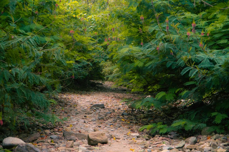 a path with trees and rocks on either side