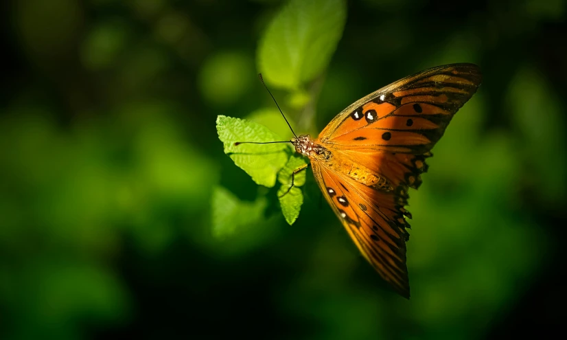 an orange erfly resting on a green leaf