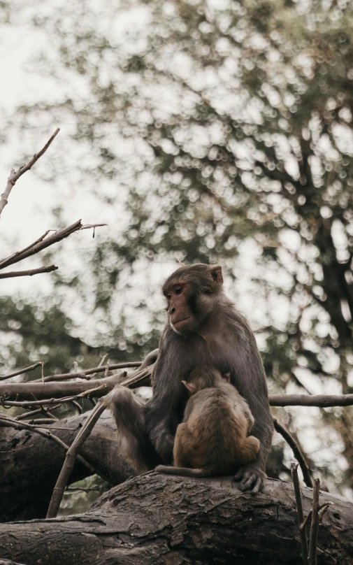 an adult and baby monkey are sitting in the middle of a tree