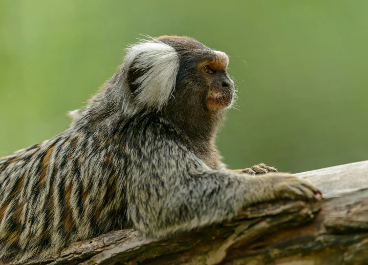 a monkey resting on a tree nch outside